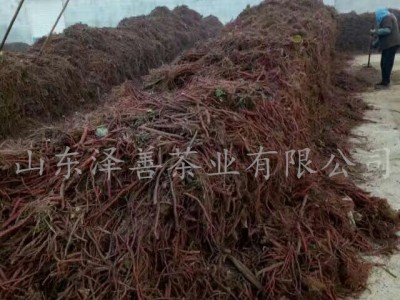 丹参茶批发 量大从优丹参条 花草茶 中药材 保健食品 山东丹参图4