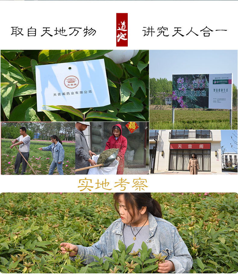 天音阁灵芝_10.jpg