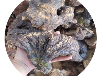亳鑫荣松杉灵芝菌香浓郁长白山区 500g一斤山农一手货源赤芝通用图4