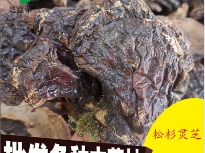 亳鑫荣松杉灵芝菌香浓郁长白山区 500g一斤山农一手货源赤芝通用图2