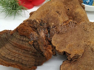 松树茸 松针层孔菌 松针灵芝 松树灵芝 各系列灵芝咨询客服图2