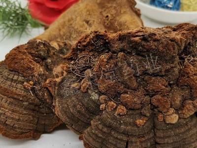 松树茸 松针层孔菌 松针灵芝 松树灵芝 各系列灵芝咨询客服图3