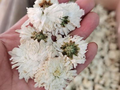 大货批发黄山贡菊 菊花茶袋泡茶散装300g 产地货源承接大货可代发图3