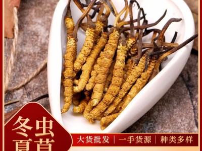 冬虫夏草批发 西藏那曲冬虫夏草 虫草批发中药材源头货源冻干虫草图2