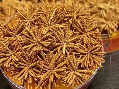 冬虫夏草批发 西藏那曲冬虫夏草 虫草批发中药材源头货源冻干虫草图4