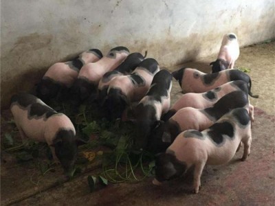 动物园观赏巴马香猪 网红家庭饲养迷你小猪 可爱易养图4