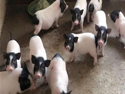 动物园观赏巴马香猪 网红家庭饲养迷你小猪 可爱易养图3