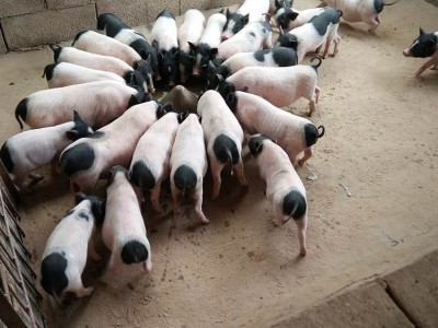 动物园观赏巴马香猪 网红家庭饲养迷你小猪 可爱易养图2