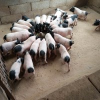动物园观赏巴马香猪 网红家庭饲养迷你小猪 可爱易养