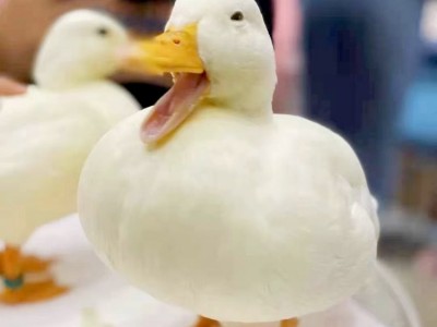 散养柯尔鸭 柯尔 鸭幼崽 家养萌宠小叫鸭销售 兴祥图4