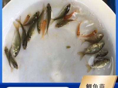 鲤鱼苗 鱼塘养殖专用 鱼产业基地专供 优质水产 品种多样图5