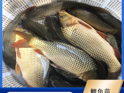鲤鱼苗 鱼塘养殖专用 鱼产业基地专供 优质水产 品种多样图2