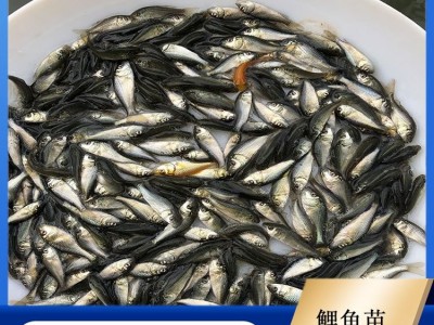 鲤鱼苗 鱼塘养殖专用 鱼产业基地专供 优质水产 品种多样图3
