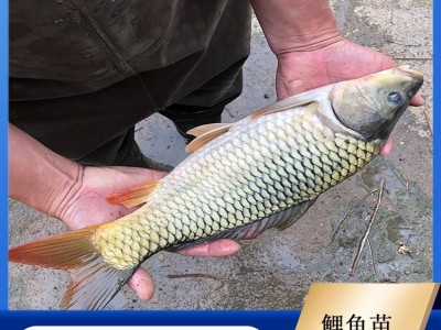 鲤鱼苗 鱼塘养殖专用 鱼产业基地专供 优质水产 品种多样图4
