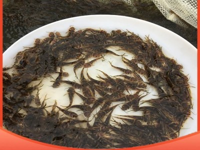 各类活鱼苗 存活率高 抗病能力强 品质优良 能适应各种环境图5