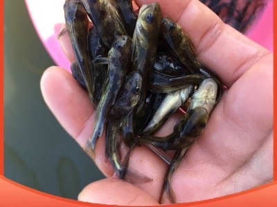 各类活鱼苗 存活率高 抗病能力强 品质优良 能适应各种环境图4