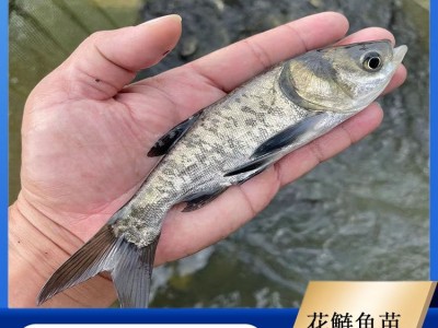 花鲢鱼苗 活鱼苗种类丰富 易养活 体积大 淡水活体大量供应图2