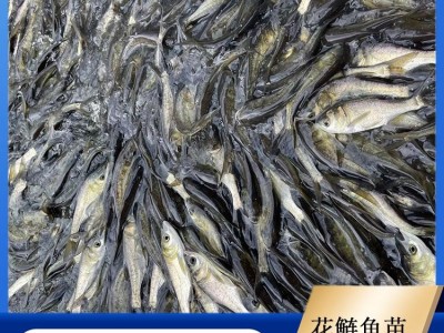 花鲢鱼苗 活鱼苗种类丰富 易养活 体积大 淡水活体大量供应图4
