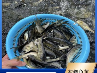 花鲢鱼苗 活鱼苗种类丰富 易养活 体积大 淡水活体大量供应图3