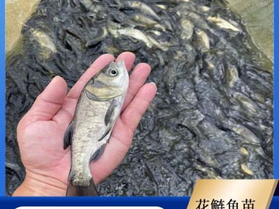 花鲢鱼苗 活鱼苗种类丰富 易养活 体积大 淡水活体大量供应图5
