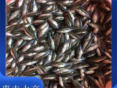 优鲈一号鱼苗 人工饲料养殖 产量大 养殖周期短 活动范围小图5
