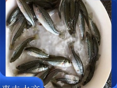 优鲈一号鱼苗 人工饲料养殖 产量大 养殖周期短 活动范围小图4