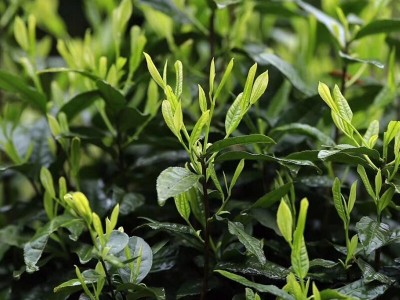 源头厂家直供祁门红茶 批发散装高山浓香型茶叶 500克祁门红毛峰图4
