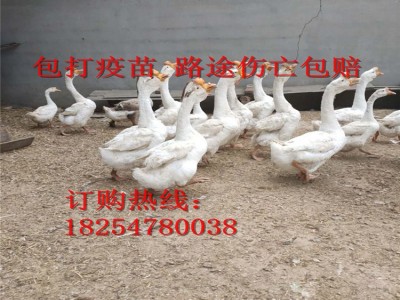大种狮头鹅苗 大白鲨鹅苗 马岗鹅苗 活体禽苗包送图4