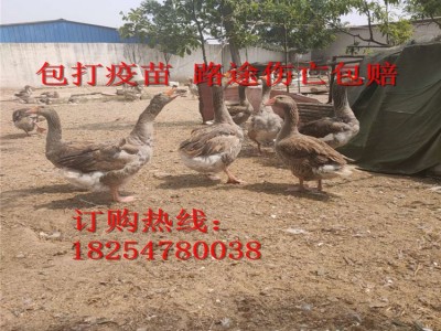 厂家直供朗德鹅苗批发 三花鹅皖西鹅苗 大白鲨鹅苗活体禽苗图3