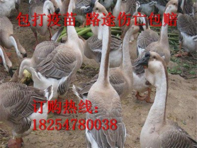 朗德鹅大种狮头鹅苗脱温幼苗成活禽类狮头鹅苗多少钱一只纯雁鹅图2