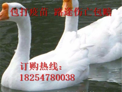 朗德鹅大种狮头鹅苗脱温幼苗成活禽类狮头鹅苗多少钱一只纯雁鹅图3