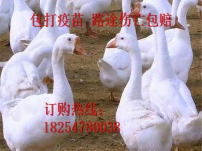 批发狮头鹅苗 白狮头鹅成活率高 狮头鹅种苗多少钱 买十送二图2