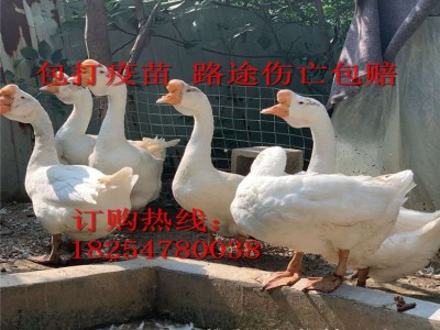 批发狮头鹅苗 白狮头鹅成活率高 狮头鹅种苗多少钱 买十送二图3
