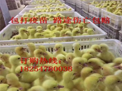批发狮头鹅苗 白狮头鹅成活率高 狮头鹅种苗多少钱 买十送二图4