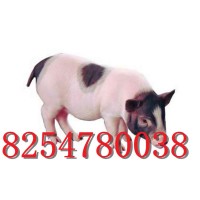 巴马香猪养殖场藏香猪能长多大大白猪出售猪仔子供应