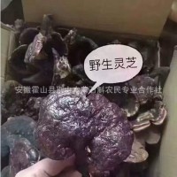 大别山灵芝赤灵芝霍山灵芝霍山赤芝石斛特产名贵中药材礼品