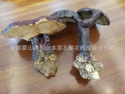 大别山灵芝赤灵芝霍山灵芝霍山赤芝石斛特产名贵中药材礼品图3