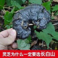 批发长白山深山黑灵芝 东北特产 整支灵芝500克/件 林芝切片一斤