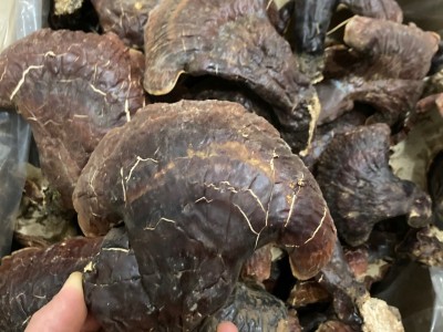 长白山灵芝 野外生长灵芝 非种植灵芝林下灵芝菌味浓不苦500克图5