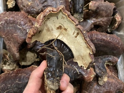 长白山灵芝 野外生长灵芝 非种植灵芝林下灵芝菌味浓不苦500克图3