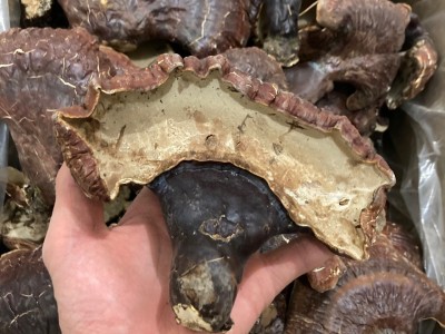 长白山灵芝 野外生长灵芝 非种植灵芝林下灵芝菌味浓不苦500克图4