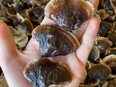 批发金边灵芝 长白山灵芝  整支灵芝500克/件 林芝切片一斤图2