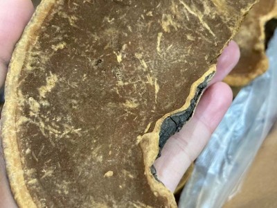 产地货源桑黄散装批发销售桑树桑黄灵芝可切片传统中药材图3