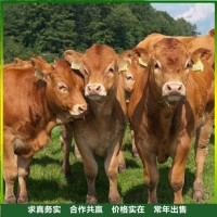 育肥散养鲁西黄牛牛犊养殖场 产子率高 采食能力强