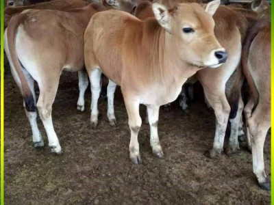 育肥散养鲁西黄牛牛犊养殖场 产子率高 采食能力强图3