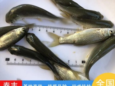 淡水人工养殖 草鲩鱼苗 草鱼苗 可活体运输-春丰水产图2