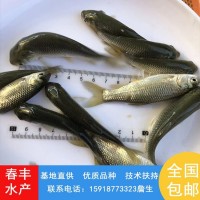 淡水人工养殖 草鲩鱼苗 草鱼苗 可活体运输-春丰水产