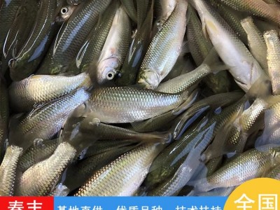 淡水人工养殖 草鲩鱼苗 草鱼苗 可活体运输-春丰水产图3