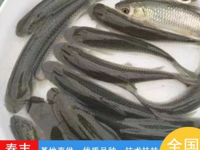 淡水人工养殖 草鲩鱼苗 草鱼苗 可活体运输-春丰水产图5