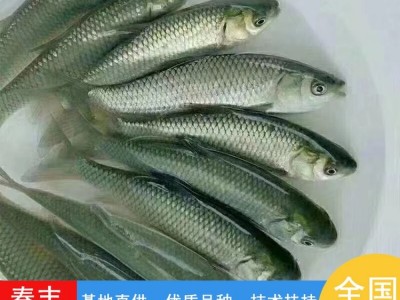 淡水人工养殖 草鲩鱼苗 草鱼苗 可活体运输-春丰水产图4